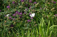 DSC07068
