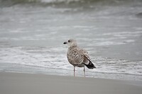 DSC07526