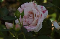 DSC07845