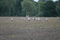 DSC07854