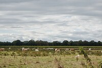 DSC08405-02