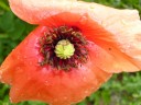 papaver