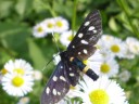 insect maar wat voor soort? wie het weet mag het zeggen.