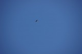 buizerd