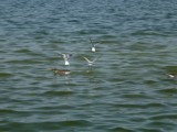 Chiemsee