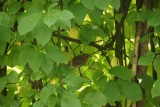 jonge heggemus
