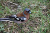 mannetjes vink