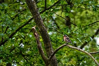 _DSC7784-01