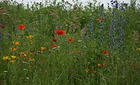 DSC02925
