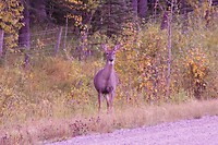 DSC01330