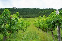 DSC09060