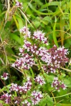 DSC09066