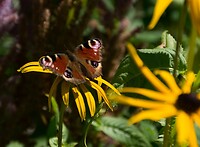 DSC09283b