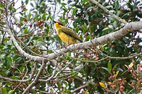 28-australian yellow figbird