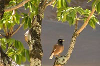 48 -common myna