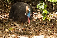 59-southern cassowary