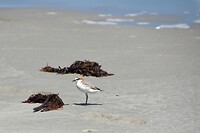 67-red capped plover