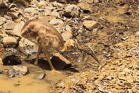 southern cassowary juvenile