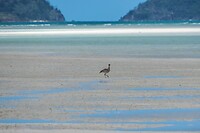 120beach stone curlew
