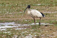 Ibis