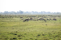 Waterbok