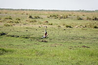 Goliath reiger