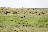 Nijlpaard en waterbuffel
