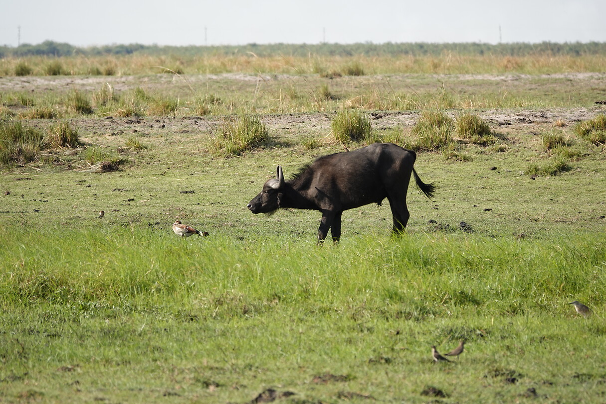 Waterbuffel