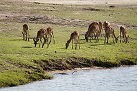 Zwartkop impala's