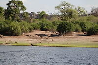 Impala's