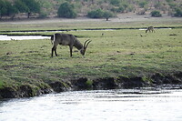 Waterbok