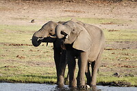 Olifant