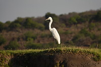 Zilverreiger