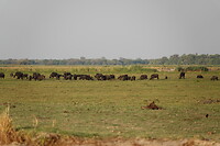 Waterbuffels