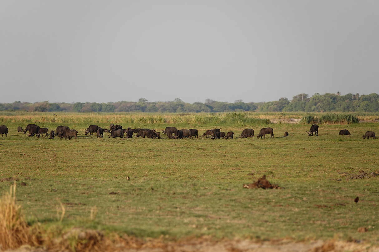 Waterbuffels