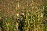 Bonte ijsvogel