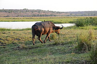 Waterbuffel