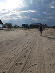 Op weg langs de olifanten naar het restaurant
