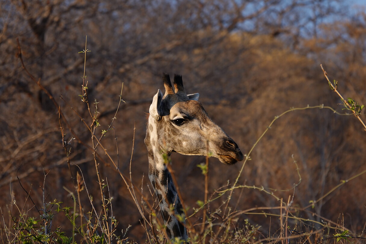 Giraffe