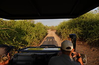 Safari