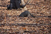 Gravende Zebramangoeste