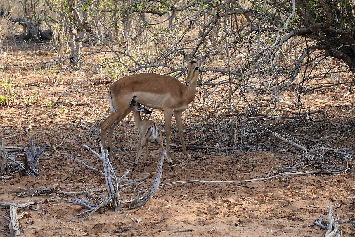 Impala met jong