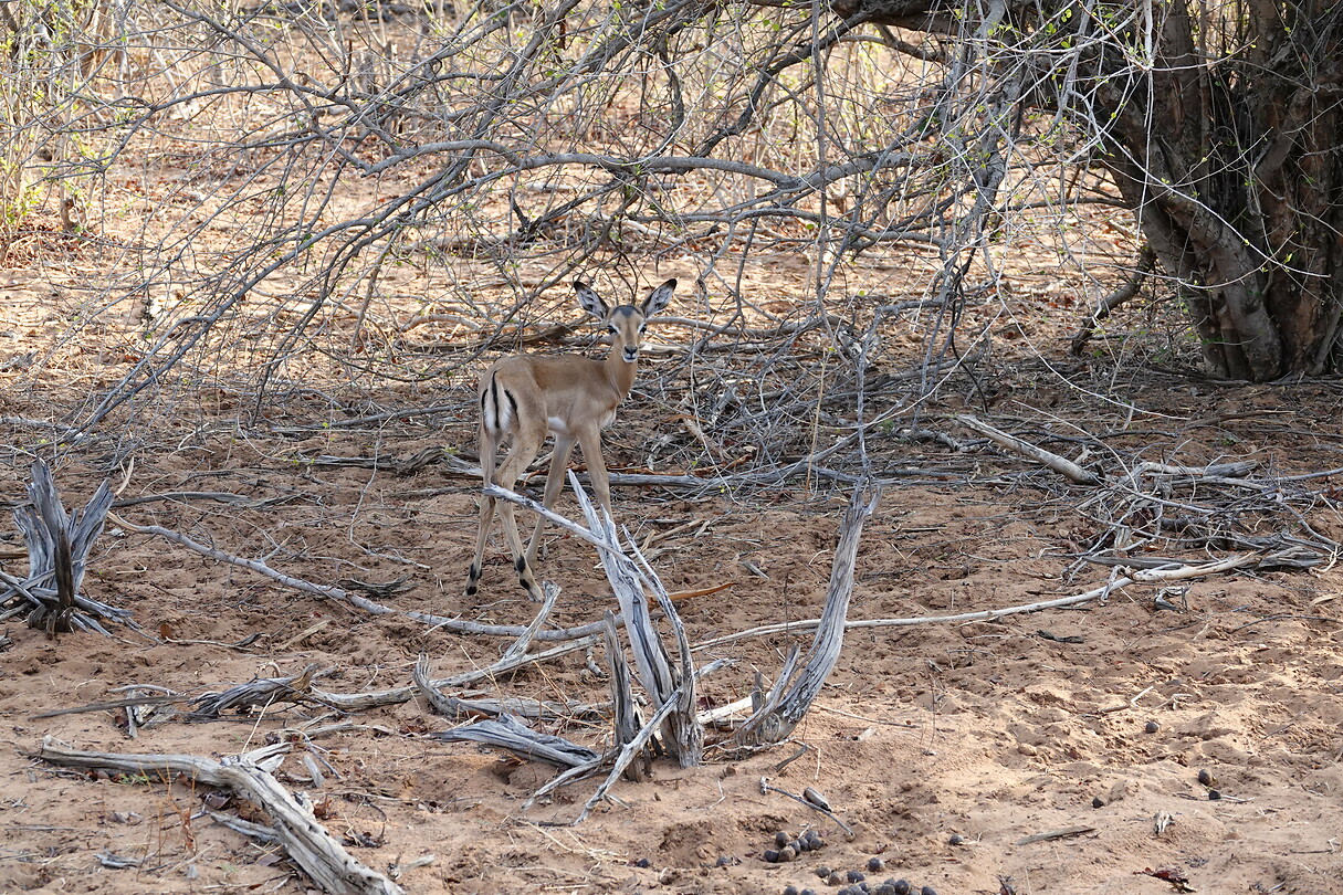 Impala
