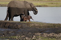Olifant met kalf, amper een week oud Chobe NP
