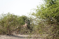 Eland antilope