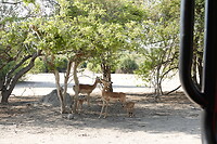 Impala's