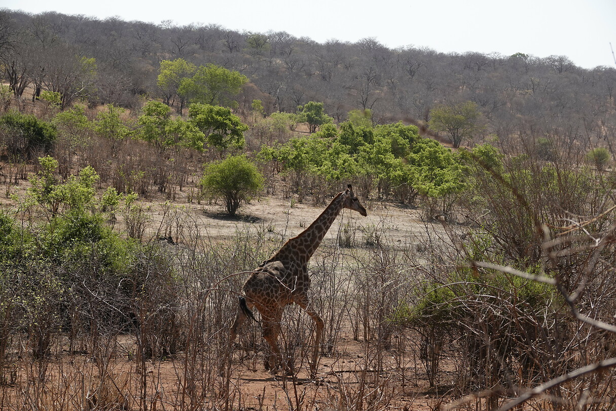 Giraffe