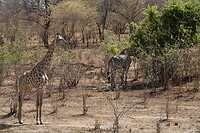 Giraffen