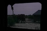 Olifant staat een dak te slopen