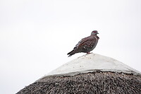 Gespikkelde duif